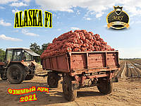 ALASKA F1 ОЗИМОЇ ЦИБУЛЮ 65TON/ГА MRT SEEDS 10000