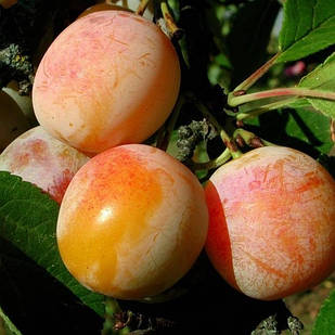 Саджанці Сливи Пам'яті Тімірязєва - середньо-пізнього строку, урожайна, зимостійка