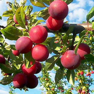 Саджанці Сливи Ренклод Альтана (Чеська) - середньо-пізнього терміну, соковита, велика.