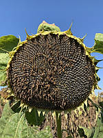 Сортового насіння соняшнику Прометей, ранній, 85 днів