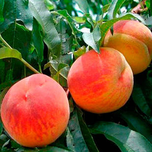 Саджанці Персика Рилайнс - середньо-ранній, великоплідний, зимостійкий