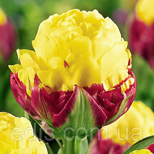 Тюльпан махровий Ice Cream Banana (Айс Крім Банана) 1 шт/уп