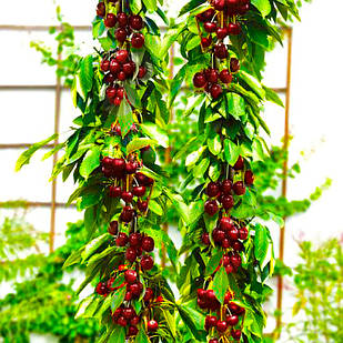 Саджанці Вишні колоновидної Ашинський Гібрид - раннього терміну, морозостійка, крупноплідна