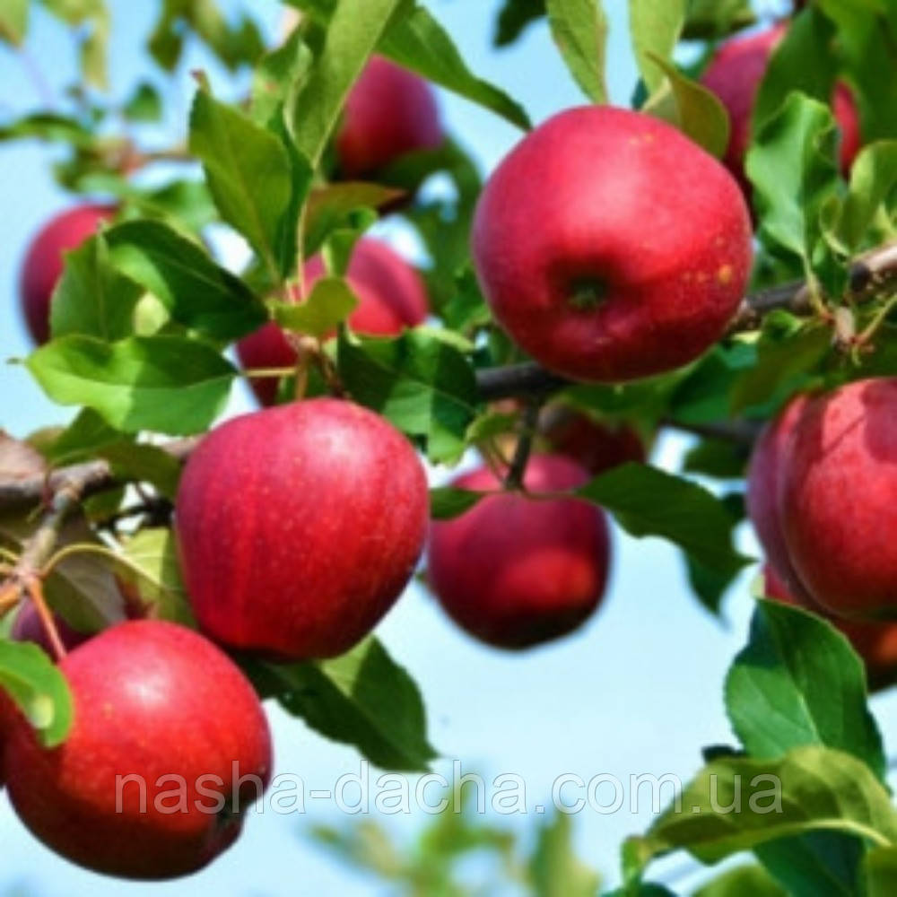 Яблуня колоноподібна Сільвер Ріва (зимова)