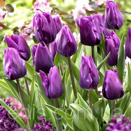 Тюльпан Тріумф Purple Rain (Пурпул Рейн) 3 цибулинки, фото 2