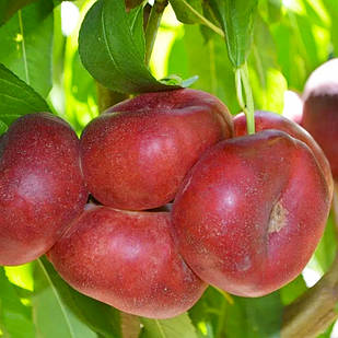 Саджанці Нектарина Саманта - інжирний, середній, великоплідний