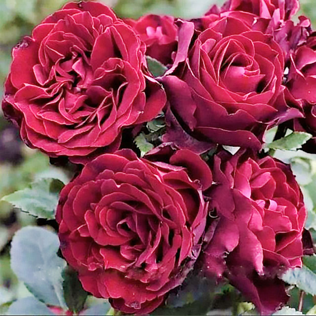 Саджанці чайно-гібридної троянди Хайнц Вінклер (Rose Heinz Winkler), фото 1