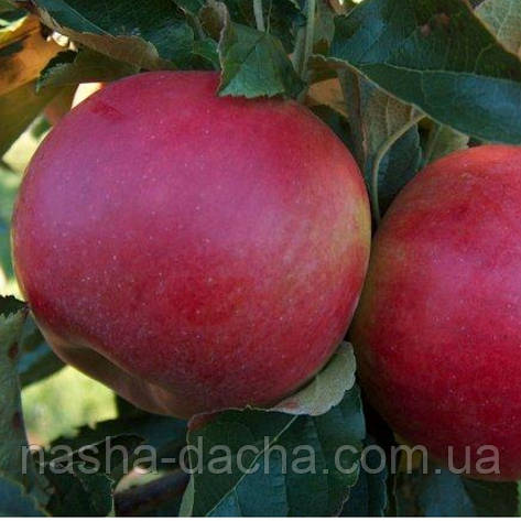 Яблуня Мелроуз, (зимова), фото 1