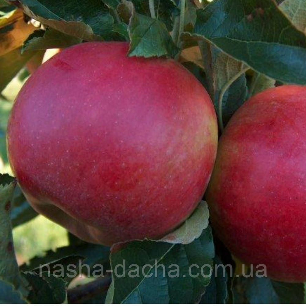 Яблуня Мелроуз, (зимова)