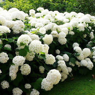 Саджанці Гортензії деревоподібної Анабель (Hydrangea arborescens Annabelle) Р9