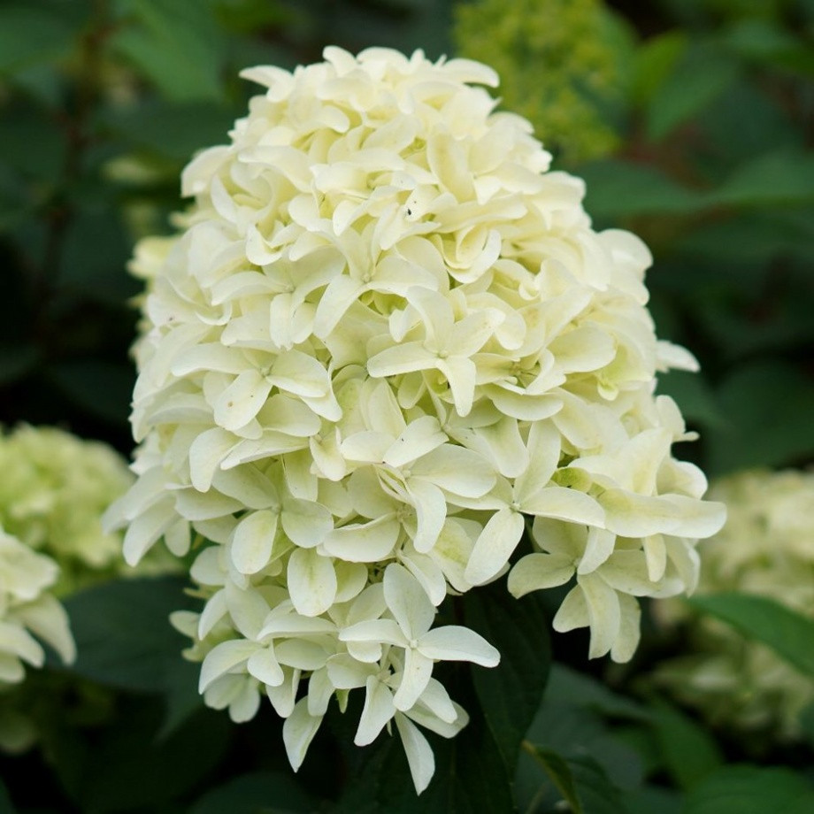 Саджанці Гортензії волотистої Скайфолл (Hydrangea paniculata Skyfall) Р9, фото 1
