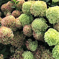 Саженцы Гортензии метельчатой Литл Лайм (Hydrangea paniculata Little Lime) Р9