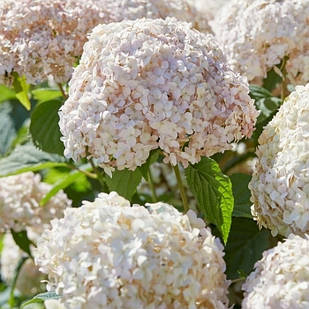 Саджанці Гортензії деревоподібної Кандибель Маршмеллоу (Hydrangea arborescens Candybelle Marshmallow) Р9