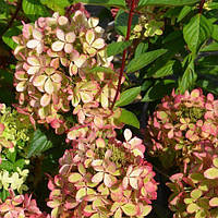 Саженцы Гортензии метельчатой Пастель Грин (Hydrangea paniculata Pastel Green) Р9