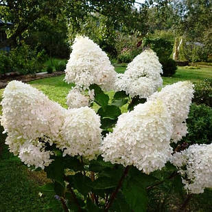 Саджанці Гортензії волотистої Фантом (Hydrangea paniculata Phantom) Р9