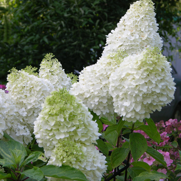 Саджанці Гортензії волотистої Канделайт (Hydrangea paniculata Candlelight) Р9