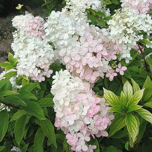 Саджанці Гортензії волотистої Конфетті (Hydrangea paniculata Confetti) Р9