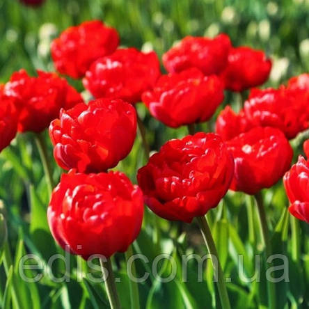 Тюльпан махровий багатоквітковий Robinho (Робіньо) 3 цибулинки, фото 2