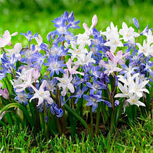 Хіонодокса (Chionodoxa)