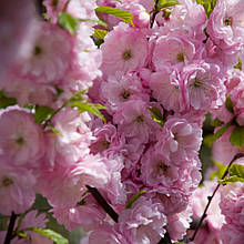 Сакура Канзан