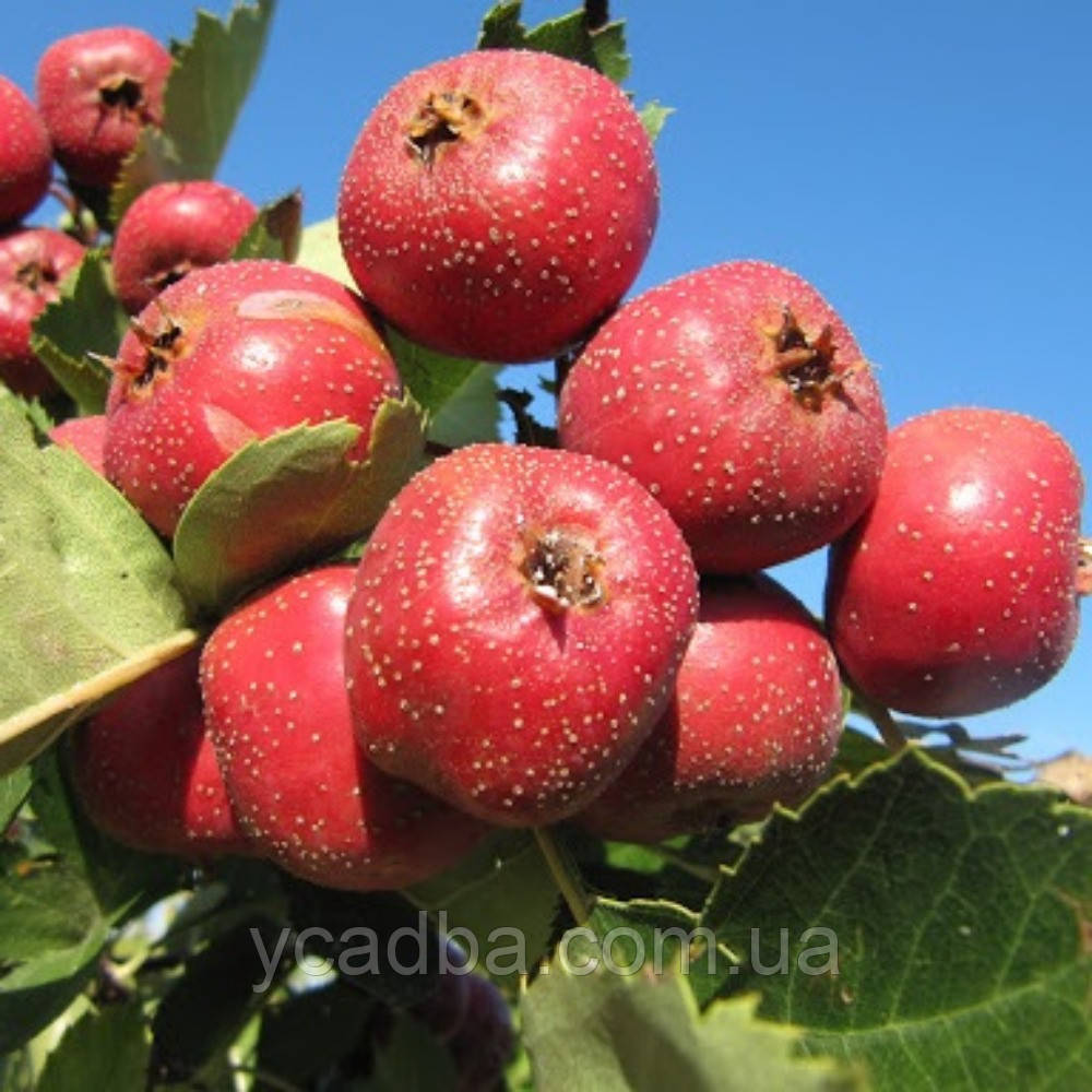 Глід китайський Мао Мао щеплений, фото 1