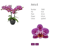 Підлітки орхідеї. Сорт AMIRA горщик 1.7 без квітів Німеччина.