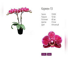 Підлітки орхідеї. Сорт KARMEN горщик 1.7 без квітів Німеччина.