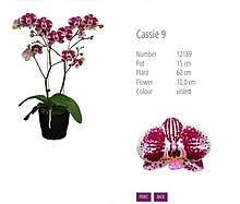 Підлітки орхідеї. Сорт CASSIE горщик 1.7 без квітів Німеччина.