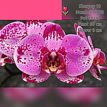 Підлітки орхідеї. Сорт SHARPEY горщик 1.7 без квітів Німеччина.