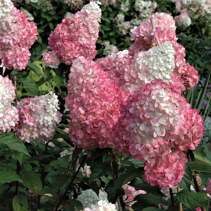 Саджанці Гортензії волотистої Пінк Леді (Hydrangea paniculata Pink Lady)