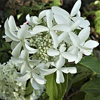 Саджанці Гортензії волотистої Грейт Стар (Hydrangea paniculata Great Star)