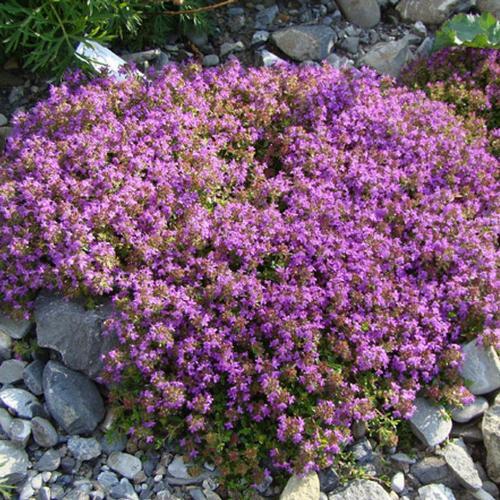 Чебрець повзучий Елфін (Thymus serpyllum Elfin)