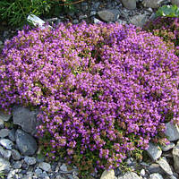 Тимьян ползучий Элфин (Thymus serpyllum Elfin)