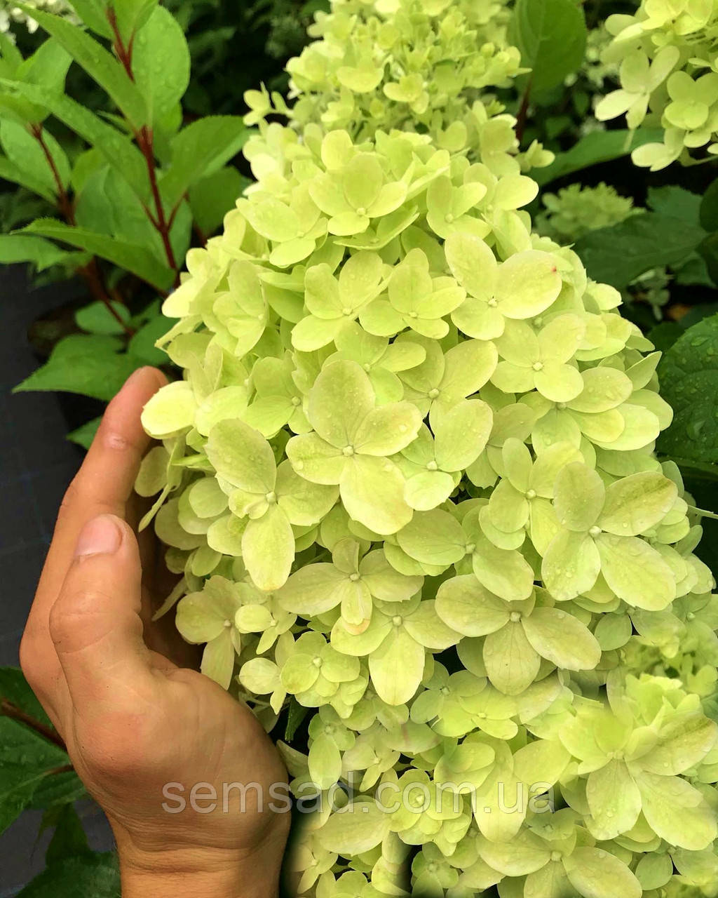 Гортензія волотиста Мохіто \ Hydrangea paniculata Mojito (саджанці 3 роки)