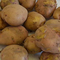 Картофель Базалия лежкий устойчив к болезням высокоурожайный сорт среднеранний класс элит ф35-55 мм Украина