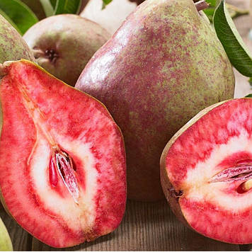 Груша червоном’яса "Блютберне" (середньостигла)