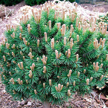 Саджанці Сосни гірської Мопс 4-річний (Pinus mugo Mops)