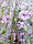 Тюль-органза білого кольору з бузковими квітами (2.2м), фото 9