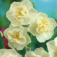 Нарцисс многоцветковый Cherfulness