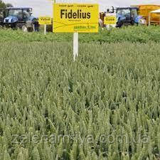 Насіння озими пшениці Фіделіус Еліта (Безоста), фото 1