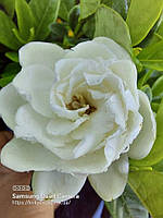 Гарденія jasminoides "Crown Jewel". Гарденія "Перлина Корони". GARDENIA jasminoides "Crown Jewel".