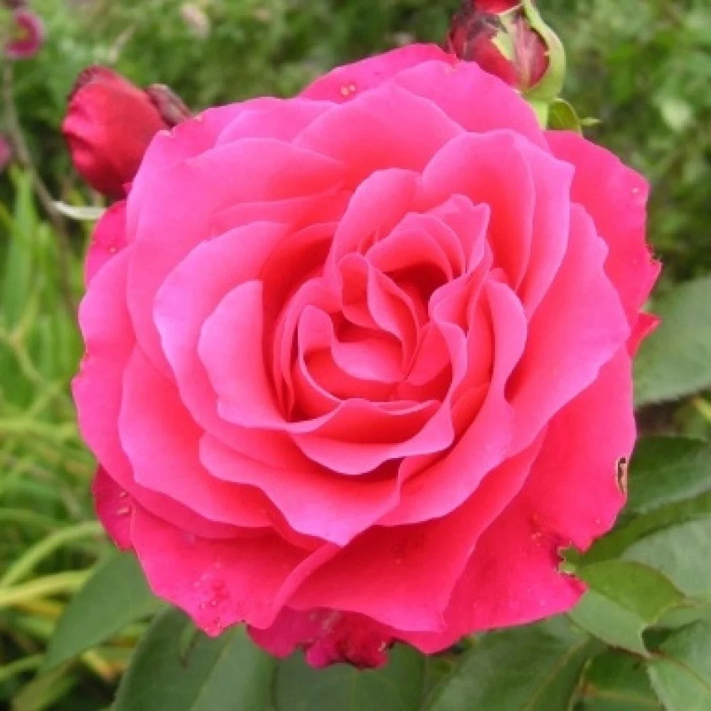 Саджанці чайно-гібридної троянди Венроза або Пам'яті Висоцького (Rose Venrosa)