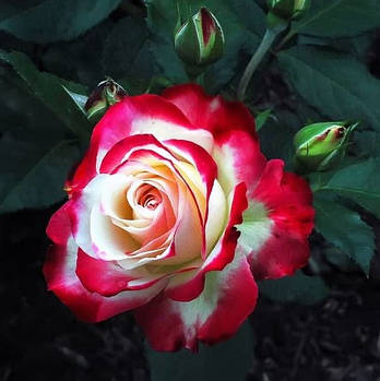 Саджанці троянди флорибунда Дік Кларк (Rosa Dick Clark)