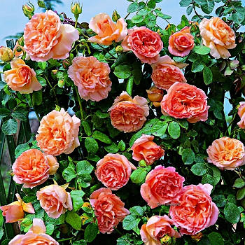 Саджанці кущової троянди Папі Дельбар (Papi Delbard)