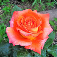 Саджанці чайно-гібридної троянди Магдалена (Rose Magdalena), фото 3