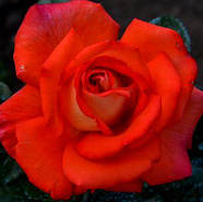 Саджанці чайно-гібридної троянди Магдалена (Rose Magdalena), фото 4