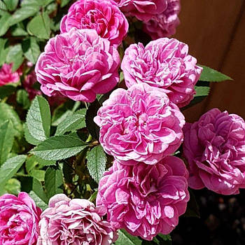 Саджанці бордюрної троянди - Лавендер Джувел (Rose Lavender Jewel)