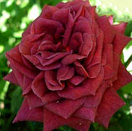 Саджанці троянди флорибунда Джоселін (Rose Jocelyn), фото 4