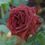 Саджанці троянди флорибунда Джоселін (Rose Jocelyn), фото 3