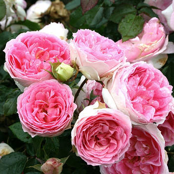 Саджанці кущової троянди Роял Боніка (Rose Royal Bonica)
